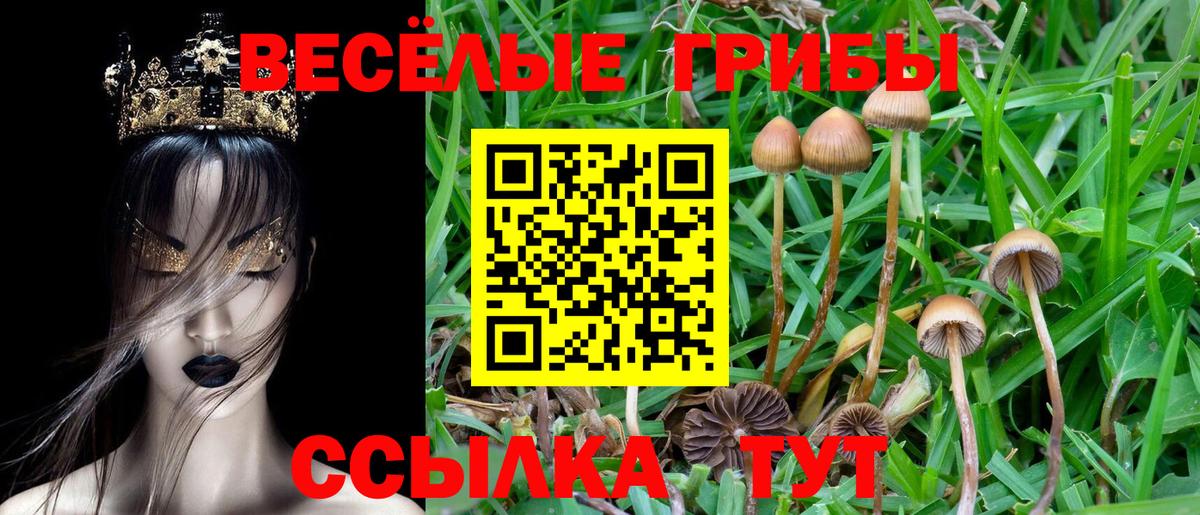 Псилоцибиновые грибы Psilocybine cubensis Алексин