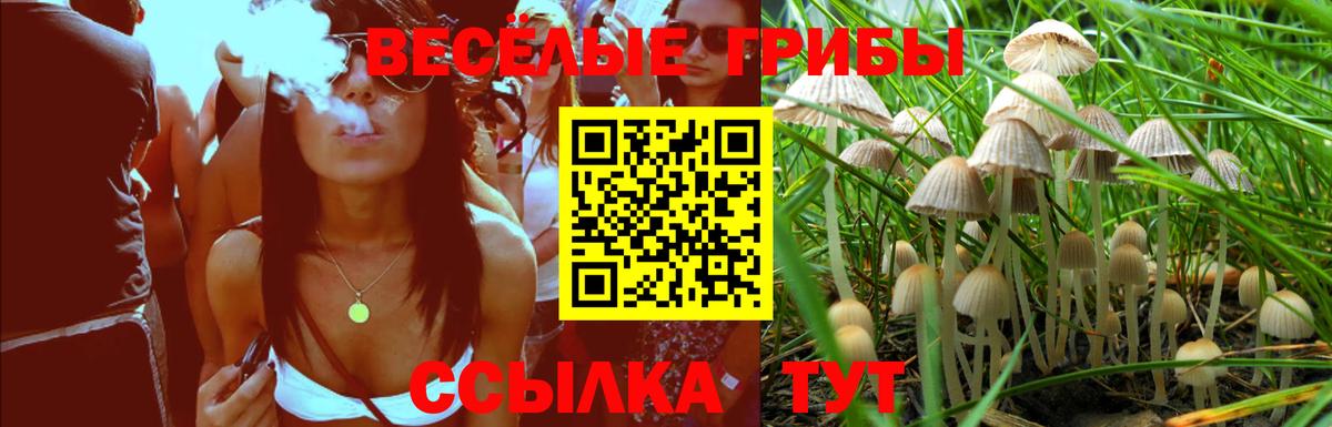 как найти наркотики  Вход с VPN  Галлюциногенные грибы ЛСД  Алексин  Псилоцибиновые грибы GOLDEN TEACHER 